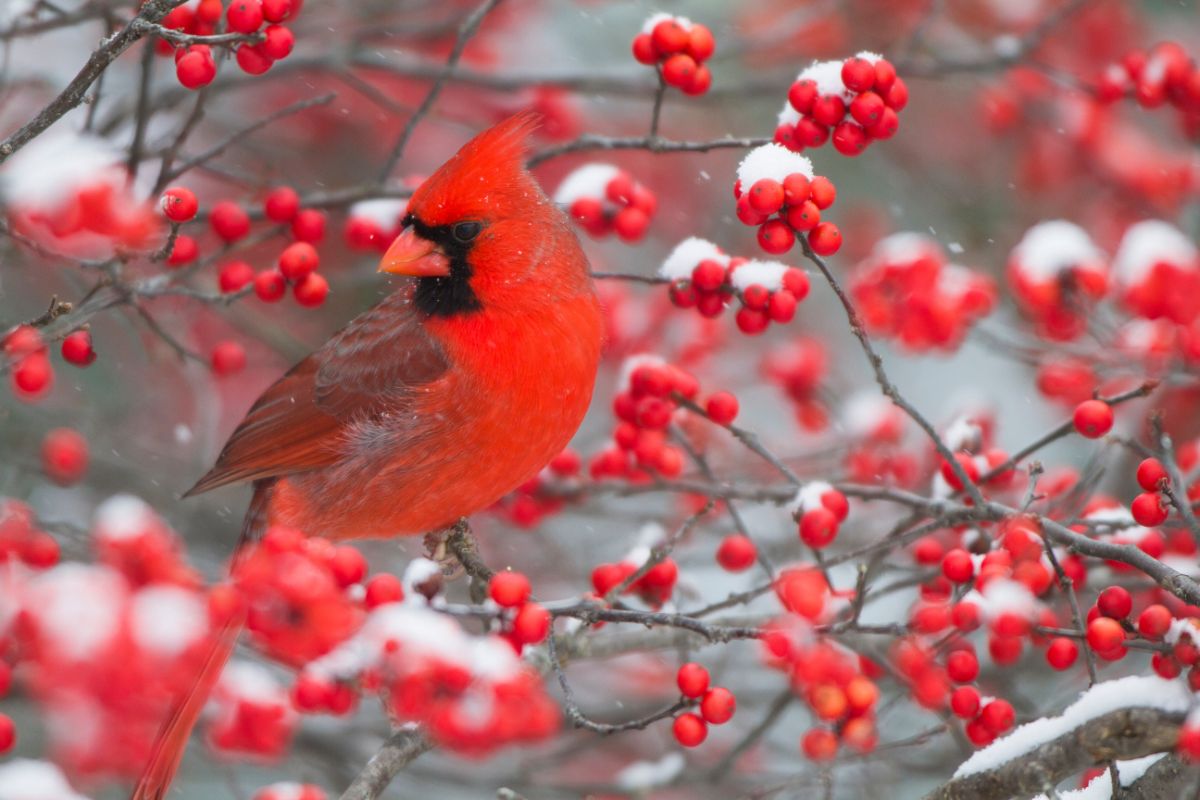 A red cardinal sitting in a bush of red winterberries
