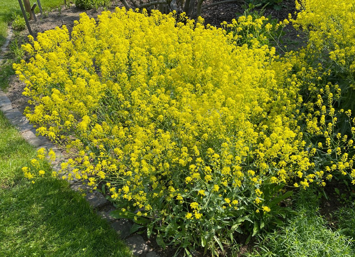 Yellow flowered woad produces blue dye