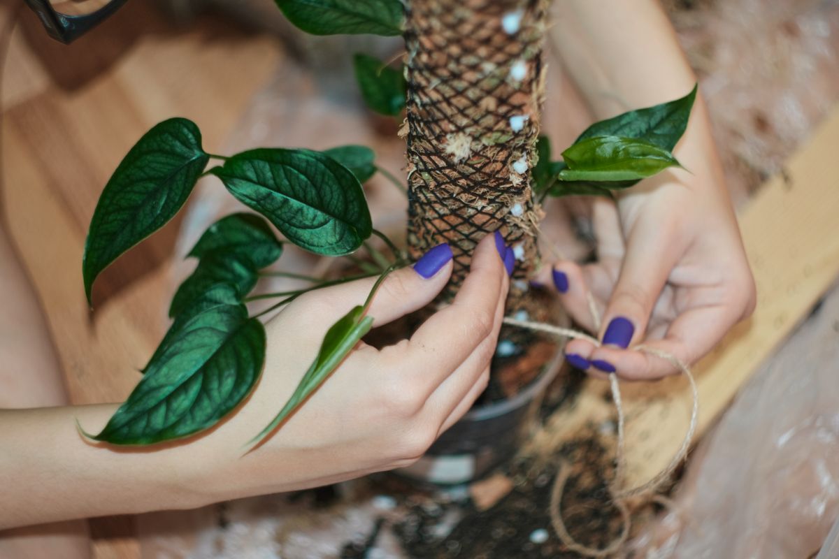 Woman pruning and cleaning up her indoor house plant