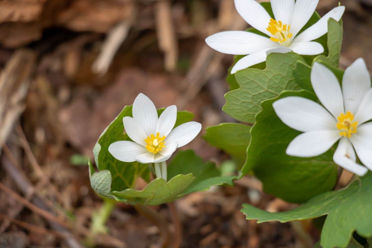 Tiny white flowers on bloodroot plant, which produce a range of colors for dye