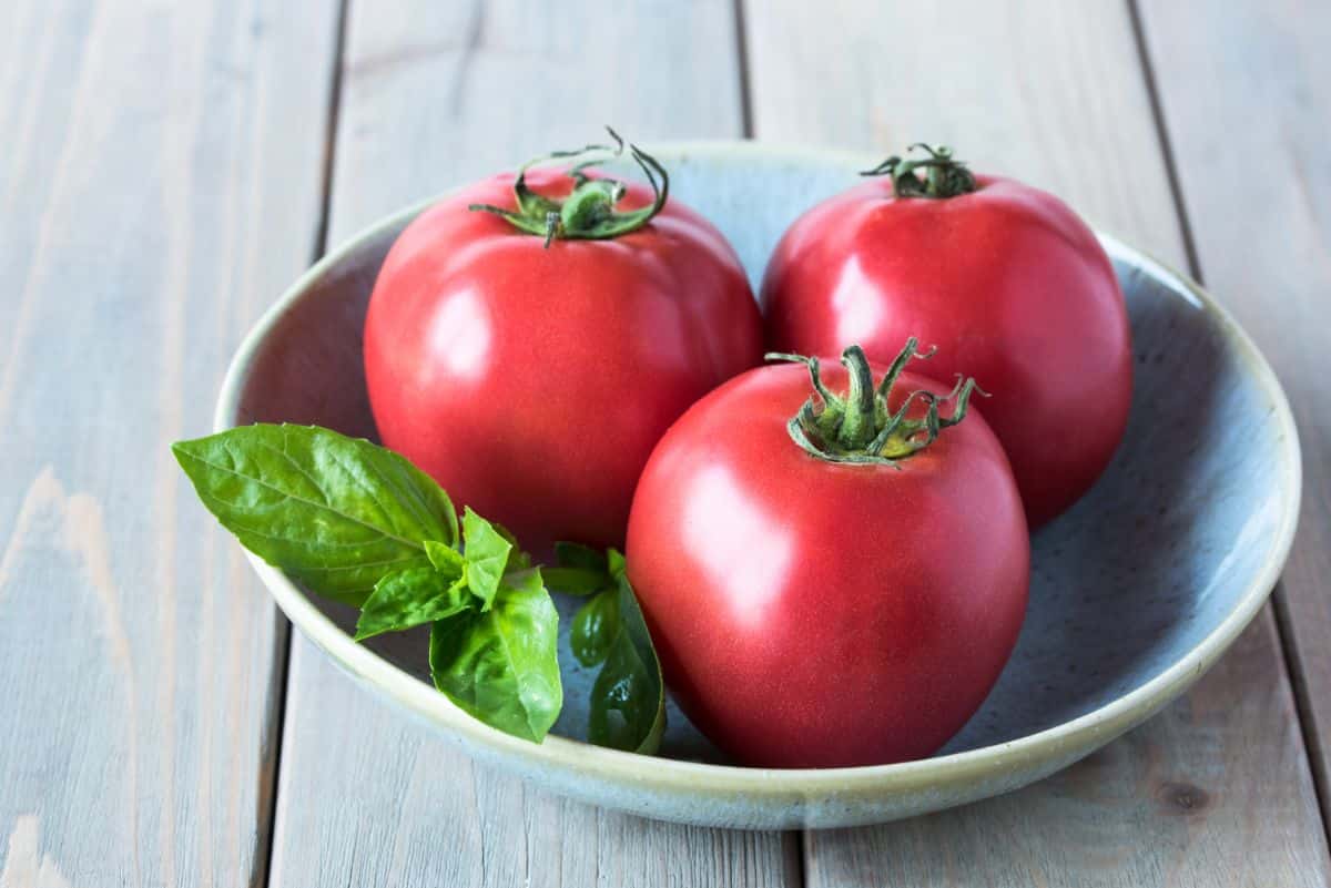 Red, round Bradley tomatoes in a bowl, a disease resistant canning variety