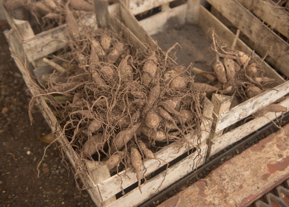 Dahlia tubers in storage in a box