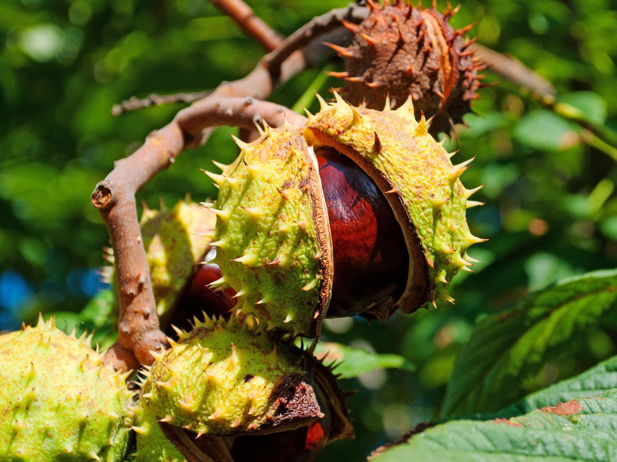 Prickly-skinned chestnuts open on a chestnut tree