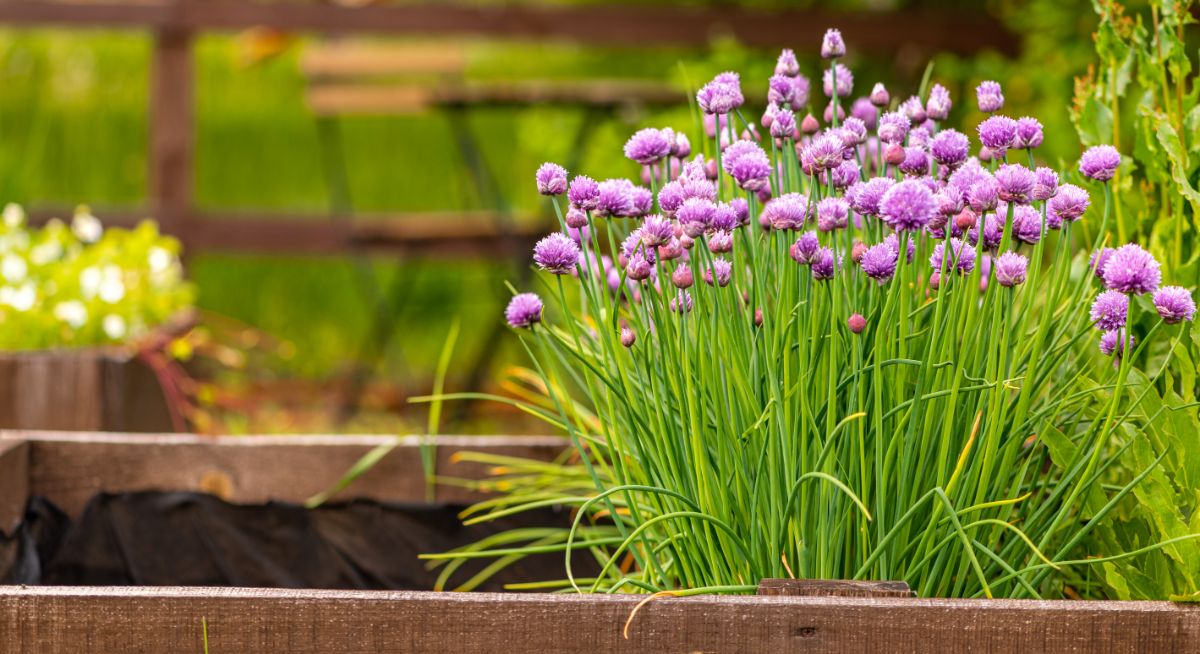 Chives, like most alliums, deter insects away from tomato plants