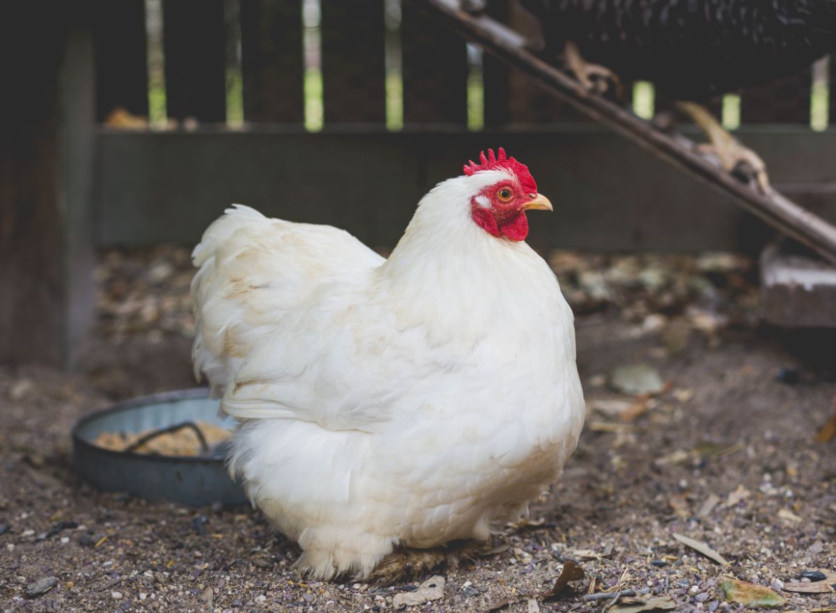 A round, fluffy white Cochin hen chicken