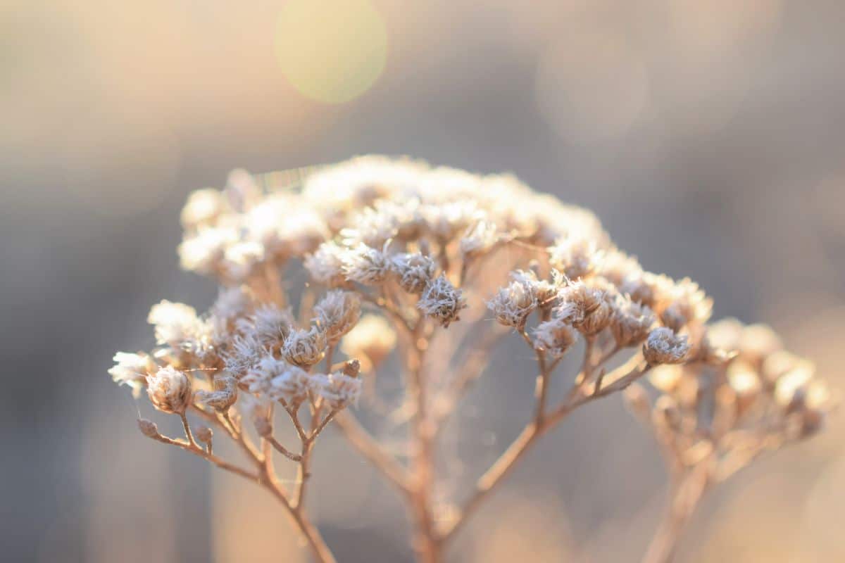 A frozen plant head with seeds housing dormant insects for bird food