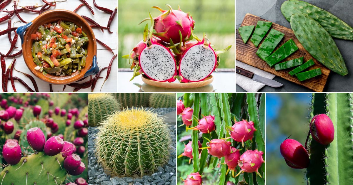 10 Edible Cacti and Succulents You Can Grow Indoors - Gardening
