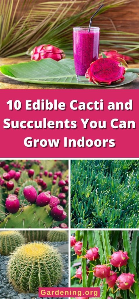 10 Edible Cacti and Succulents You Can Grow Indoors pinterest image.