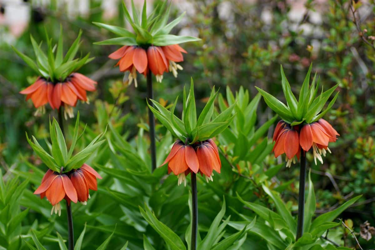 Fritillaria flowers hang from green spiky leaves