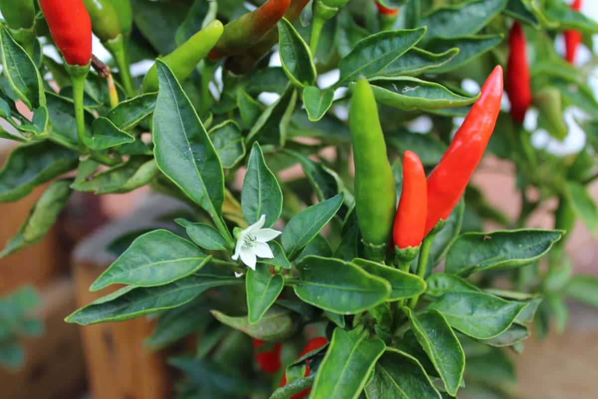 Malagueta peppers, a standard in Brazilian cuisine