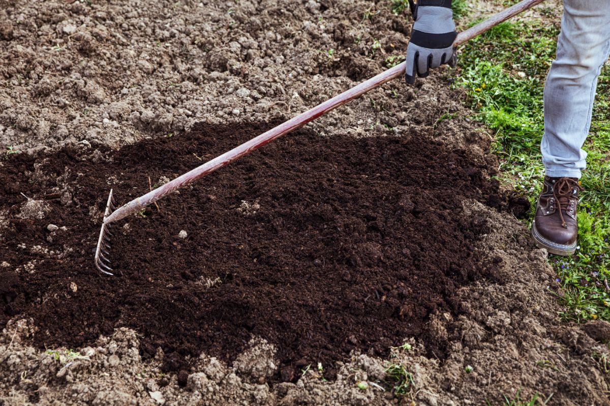 A gardener rakes compost into a saffron crocus