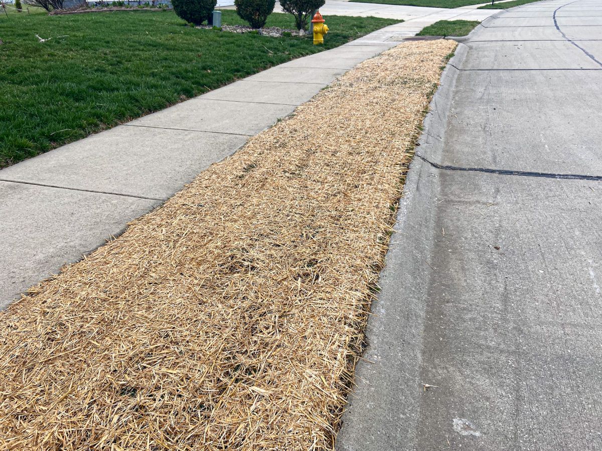 A nicely mulched new patch of clover seeded in 