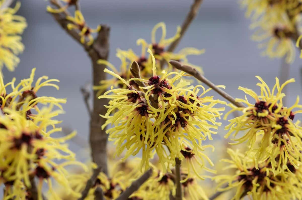 Frilly-looking witch hazel plants