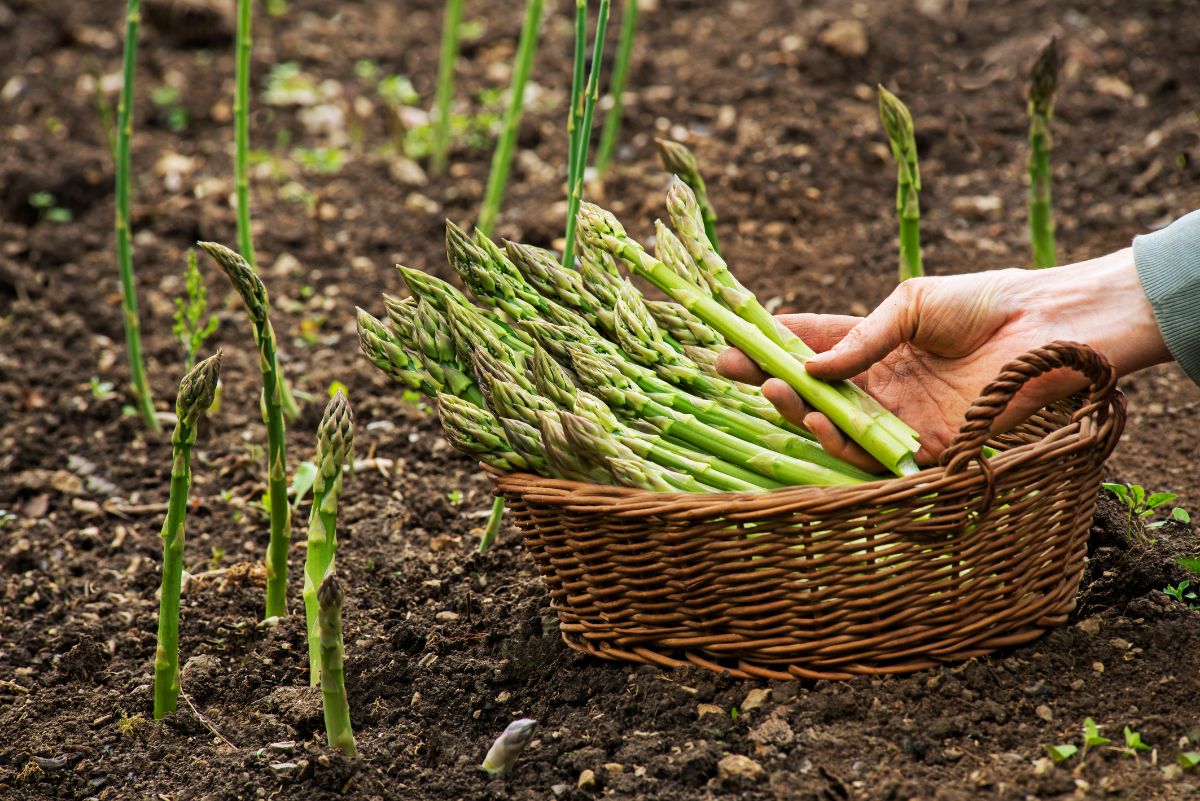 Fresh spears of asparagus poking up from the ground