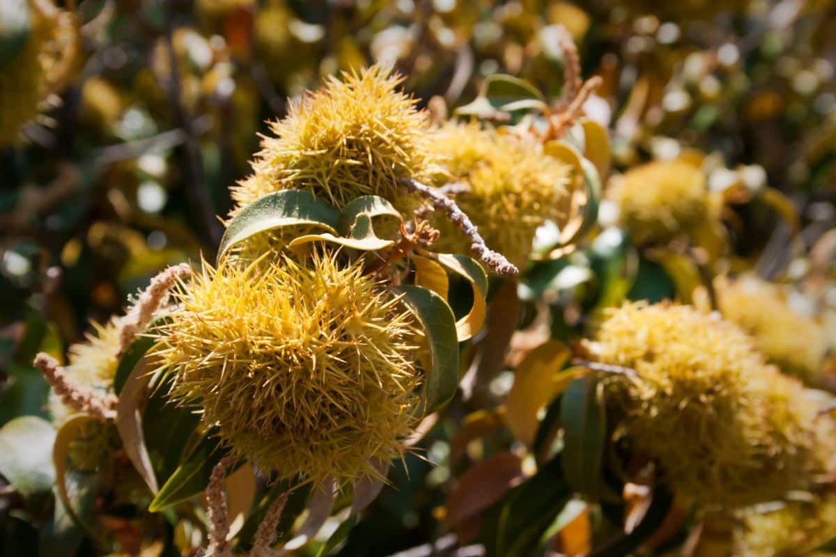 Chinquapin is a dwarf variety of chestnut