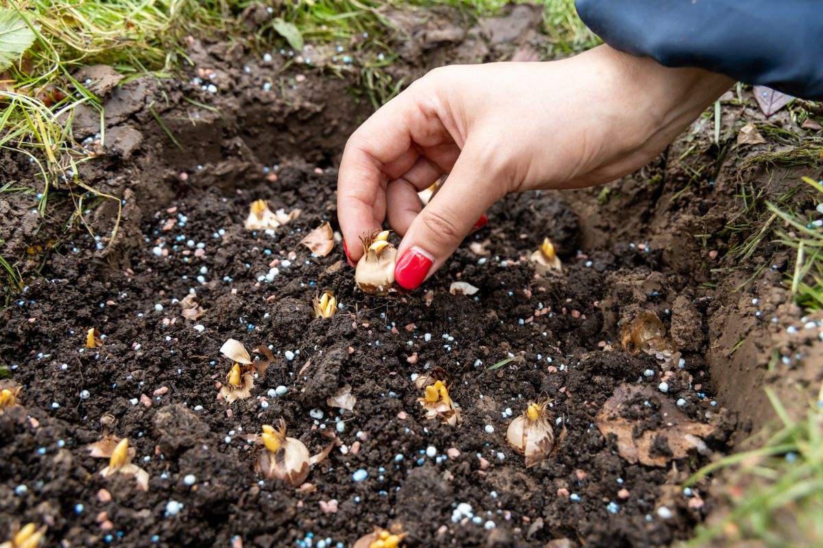 A clustered planting of fall flower bulbs