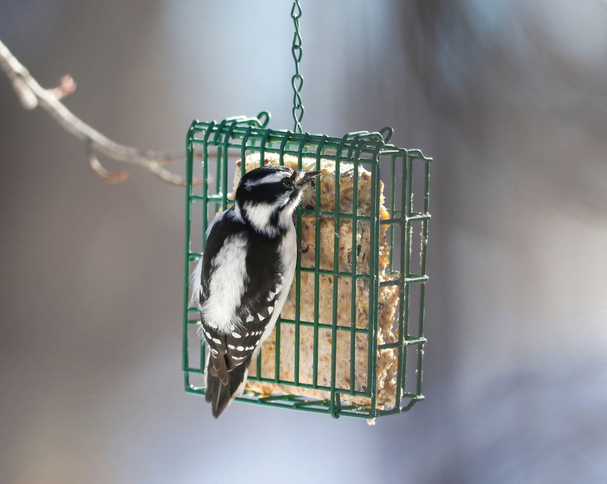 A woodpecker feeding on a suet cake in a suet feeder