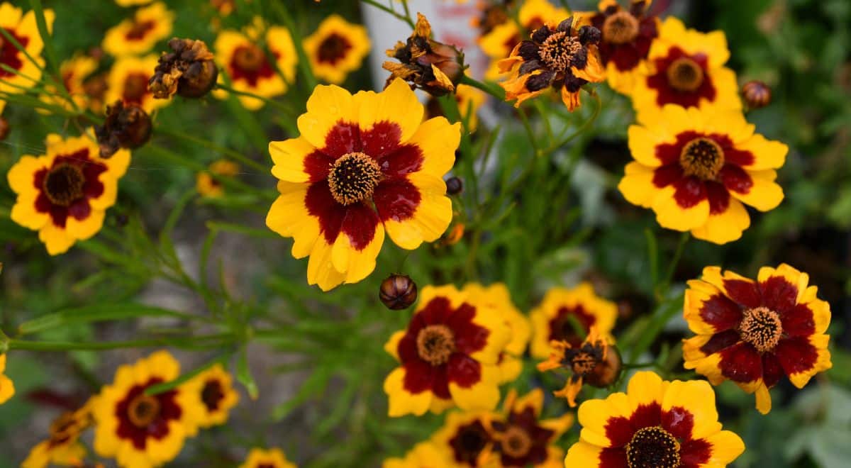 Two-toned Dyer's coreopsis plants make red, orange, and gold colors