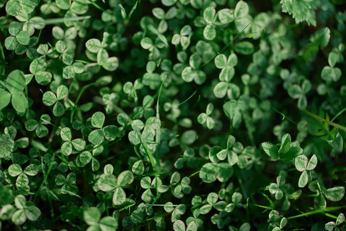 Clover produces its own fertilizer, so it does not need added fertilization and naturally starves out weeds