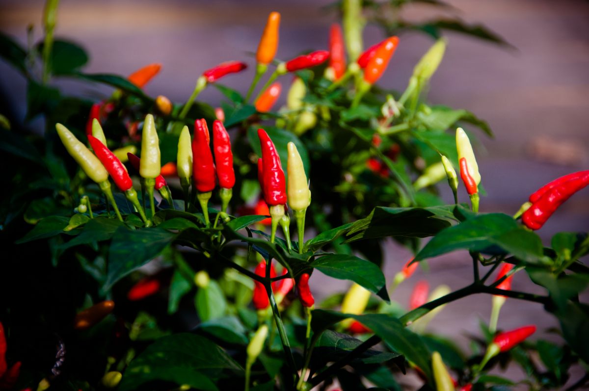 Tabasco peppers are used to make Tabasco sauce