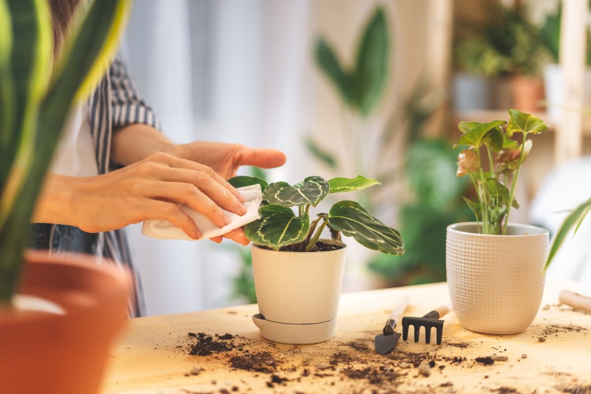 Woman wiping dirt and dust off her houseplant leaves