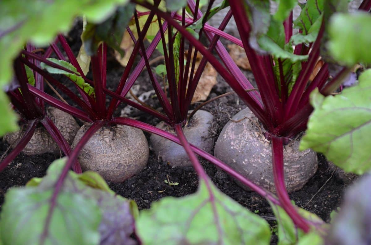 Perfectly round purple beets are low-competition tomato companion plants