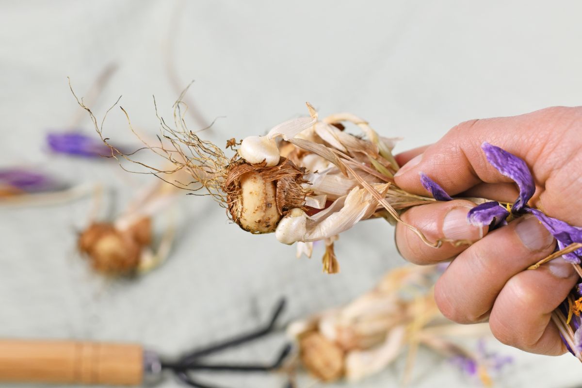 A gardener divides her saffron crocus corms