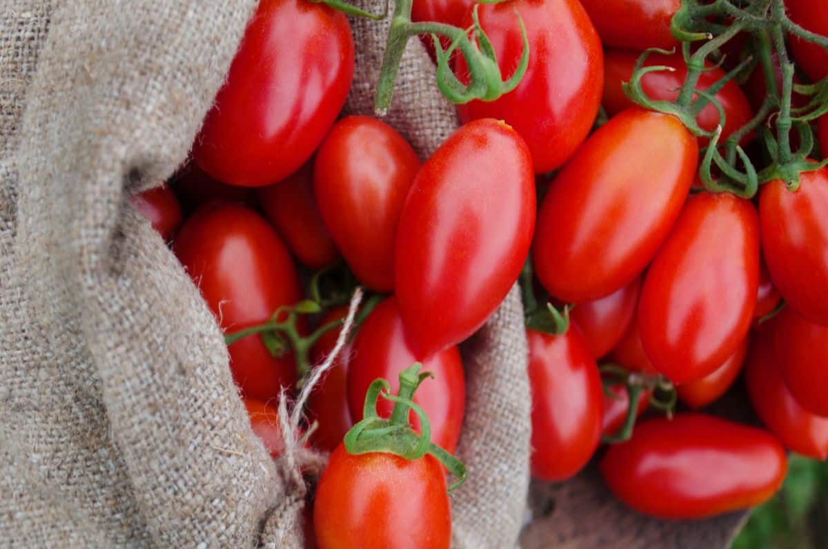 Clusters of red, ripe Italian Hog Heart tomatoes