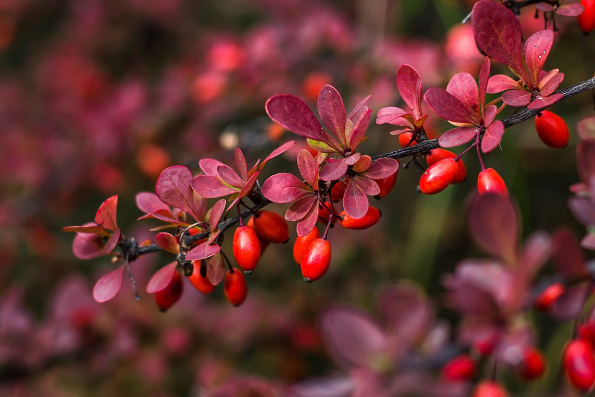 Red berry hips on Japanese barberry bush