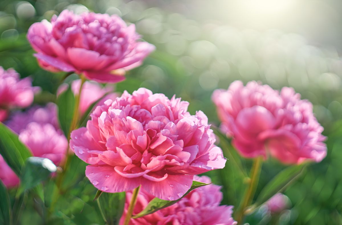 Large pink peony flowers