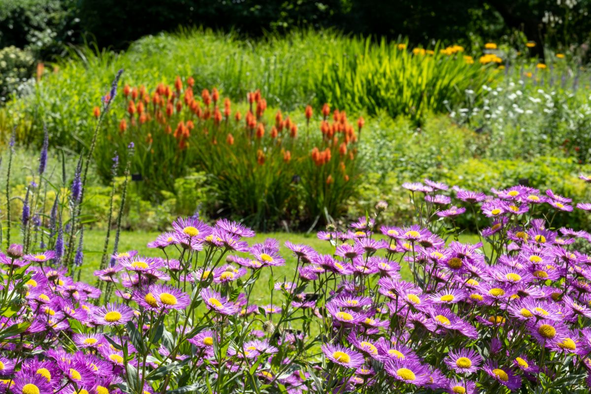 A stand of purple asters grouped together in a planting