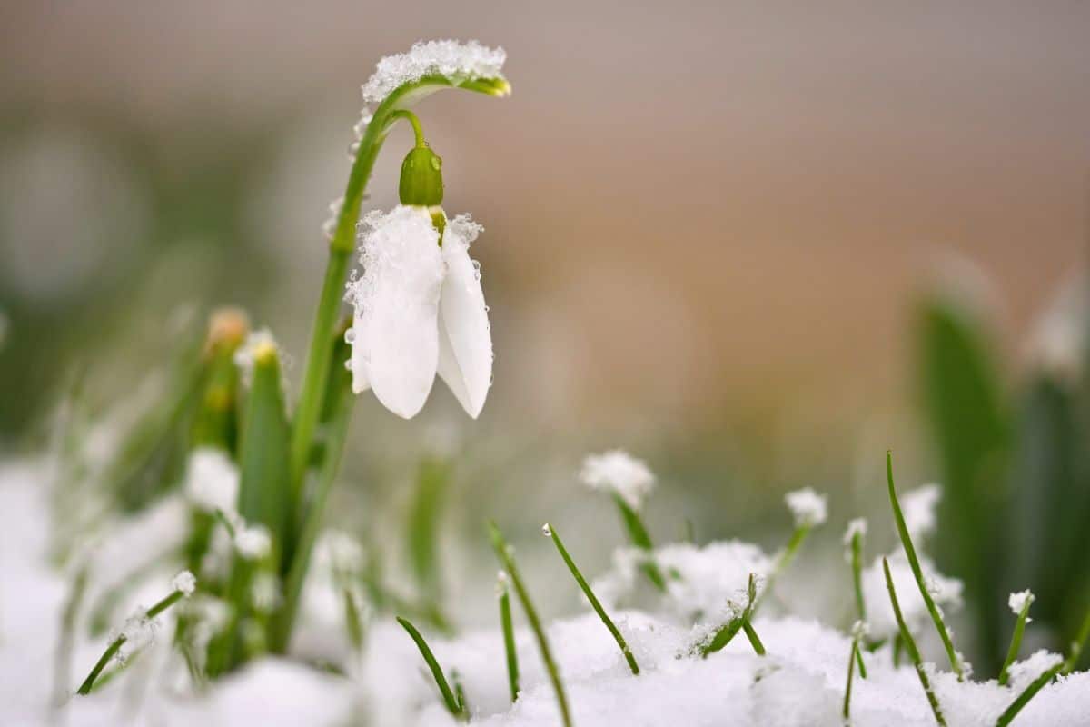 Snowdrop flower in white snow