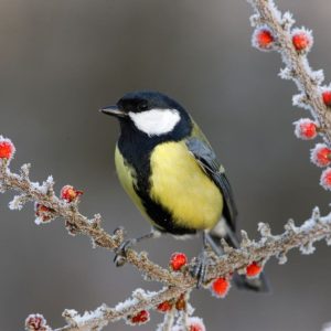 A cute great tit standing on a bush branch covered by frost.