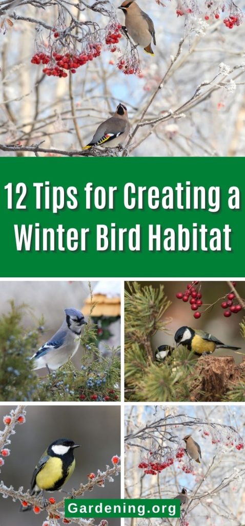 12 Tips for Creating a Winter Bird Habitat pinterest image.