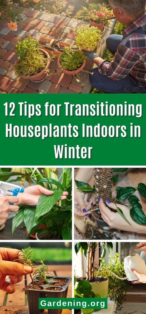 12 Tips for Transitioning Houseplants Indoors in Winter pinterest image.