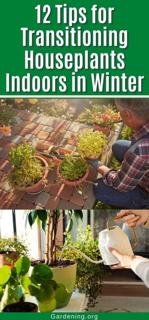12 Tips for Transitioning Houseplants Indoors in Winter pinterest image.