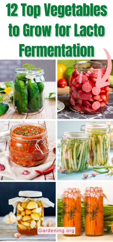 12 Top Vegetables to Grow for Lacto Fermentation pinterest image.