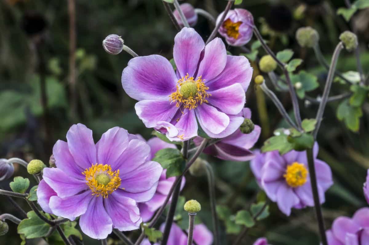 Purple anemone flower