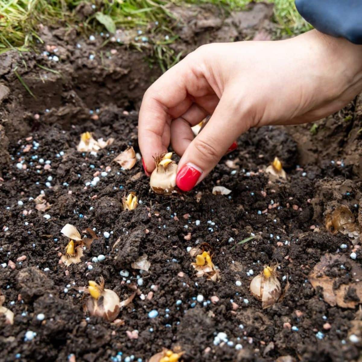 A gardener planting a flower bulb in the soil.