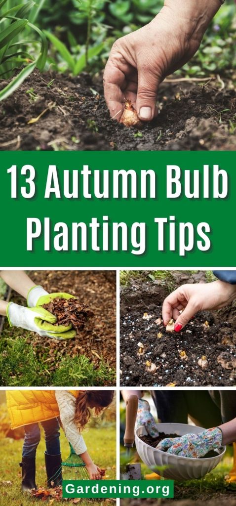 13 Autumn Bulb Planting Tips pinterest image.