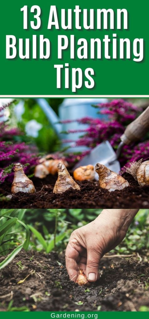 13 Autumn Bulb Planting Tips pinterest image.