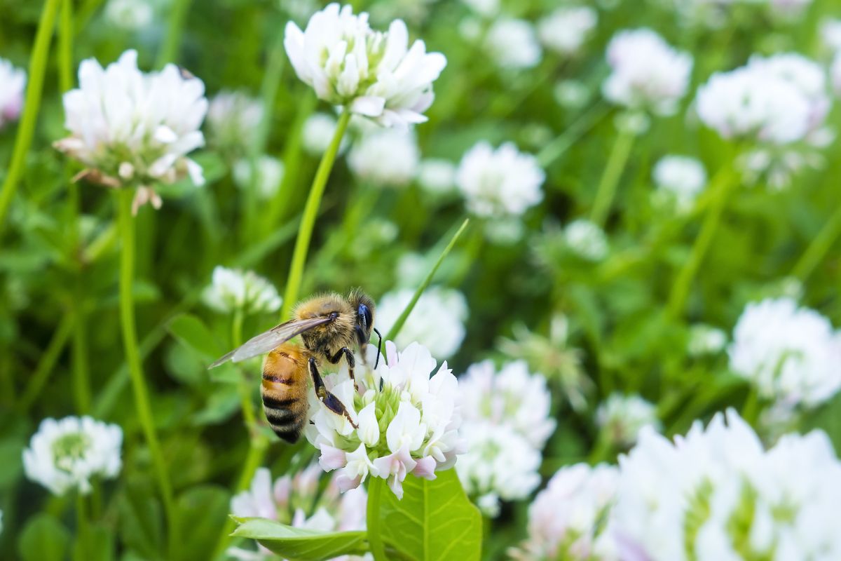 A honeybee enjoys collecting pollen from a white clover lawn