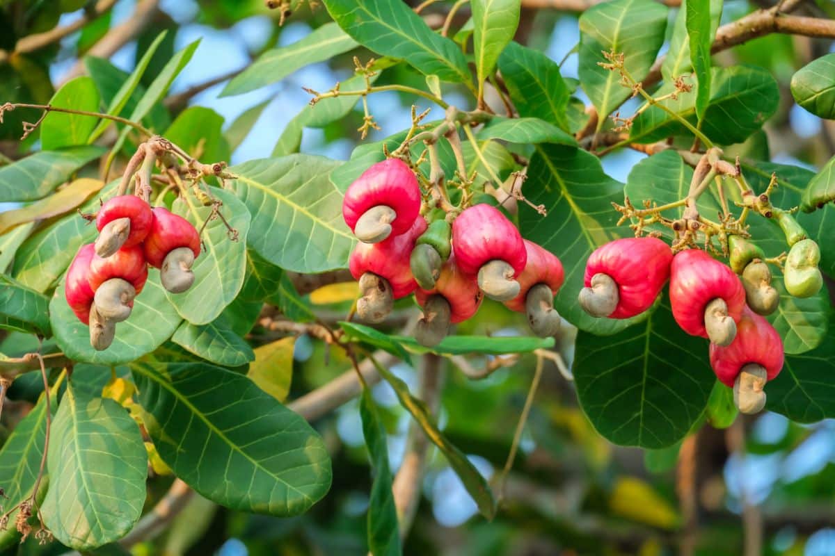 Cashews also produce an edible fruit