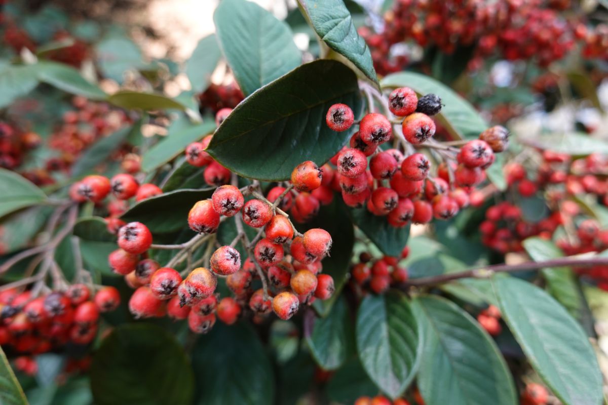 Red berries on Cotoneaster plant