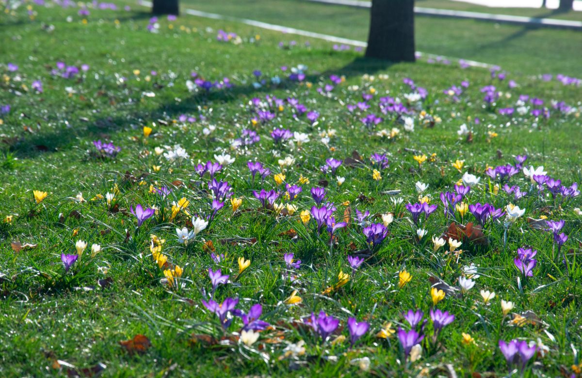 Crocuses planted throughout a green grass lawn