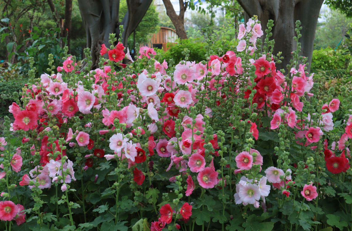 Cottage garden hollyhocks are a red dye plant