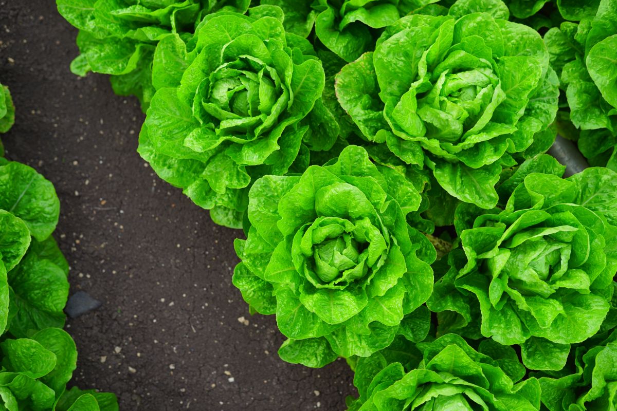 Carefully spaced lettuce plants act as living mulch around tomato plants