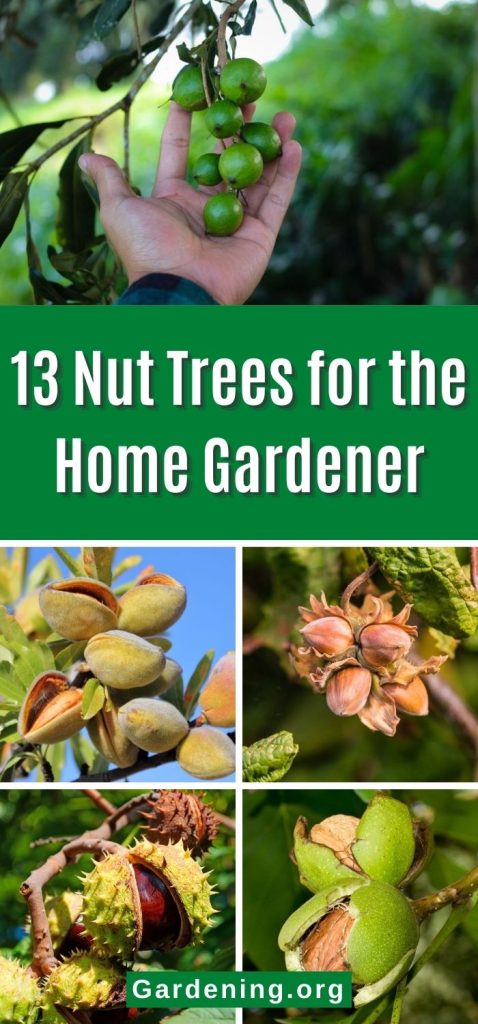 13 Nut Trees for the Home Gardener pinterest image.