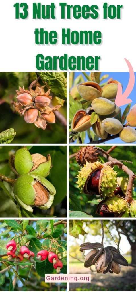 13 Nut Trees for the Home Gardener pinterest image.