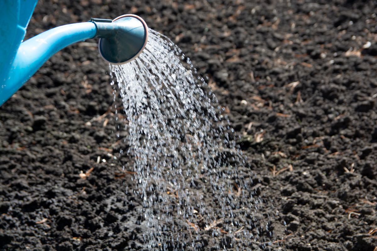 A gardener waters a newly planted saffron crocus bed